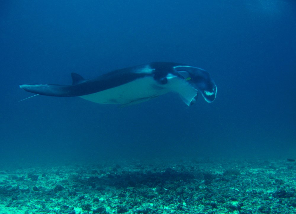 Manta Ray at Sangalaki Island.