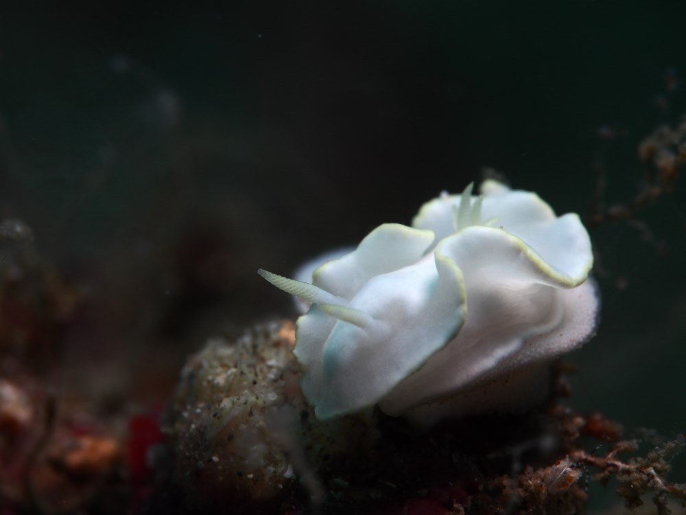 Lembeh is world reknowned for its small critters.