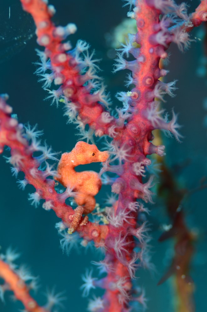 Triton Bay offers a great mix of macro life and abundant reef life.