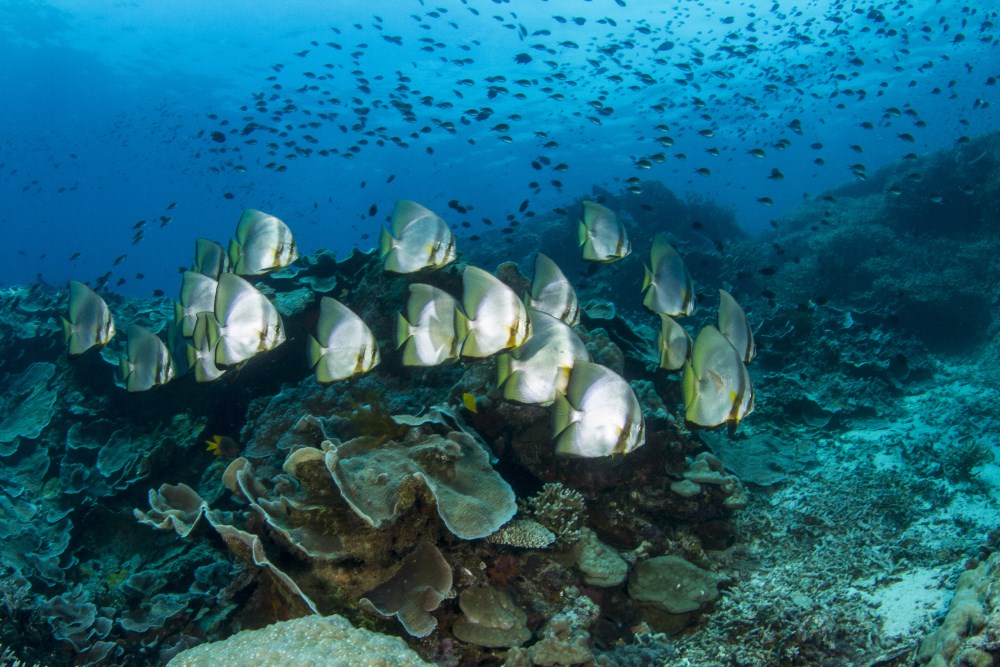 Seascape with pristine corals at Bunaken Island.