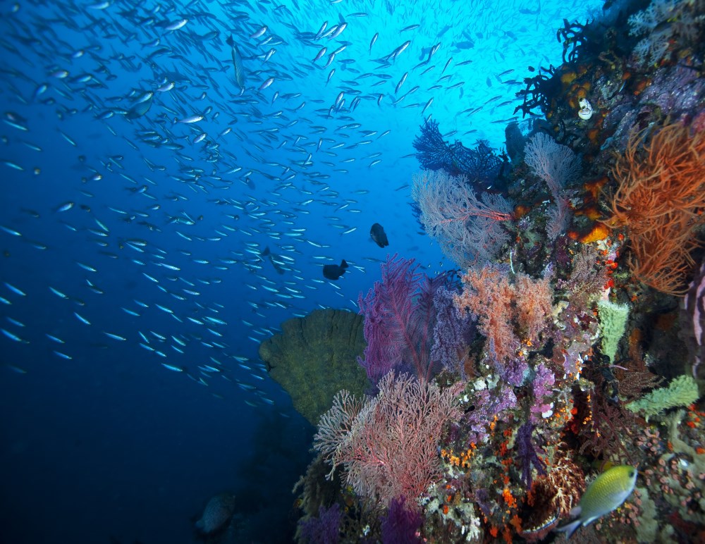 Raja Ampat is in the centre of the Coral Triangle, and part of the Birds Head Seascape.