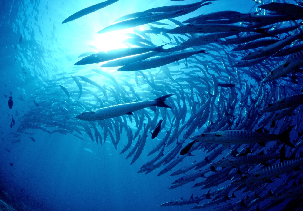 School of Chevron Barracudas at Barracuda Point, Sipadan Island.