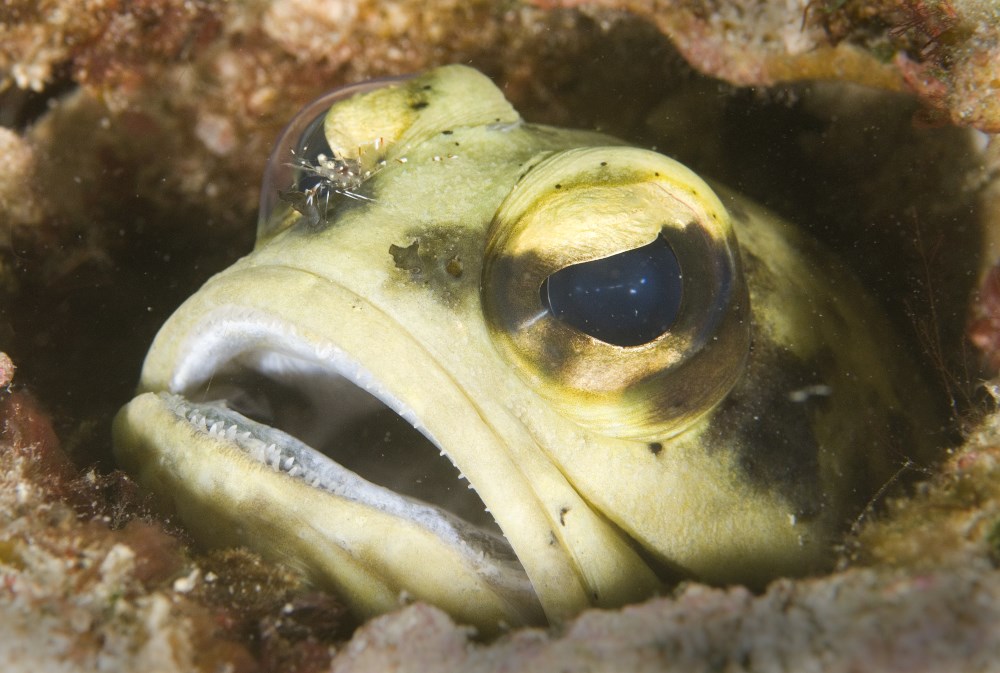 Giant Jawfish, Lankayan Island.