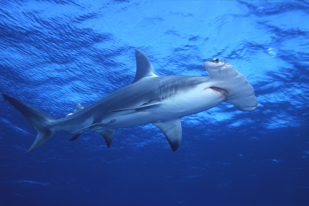 Hammerhead sighting season in April through May, Layang-Layang Island.