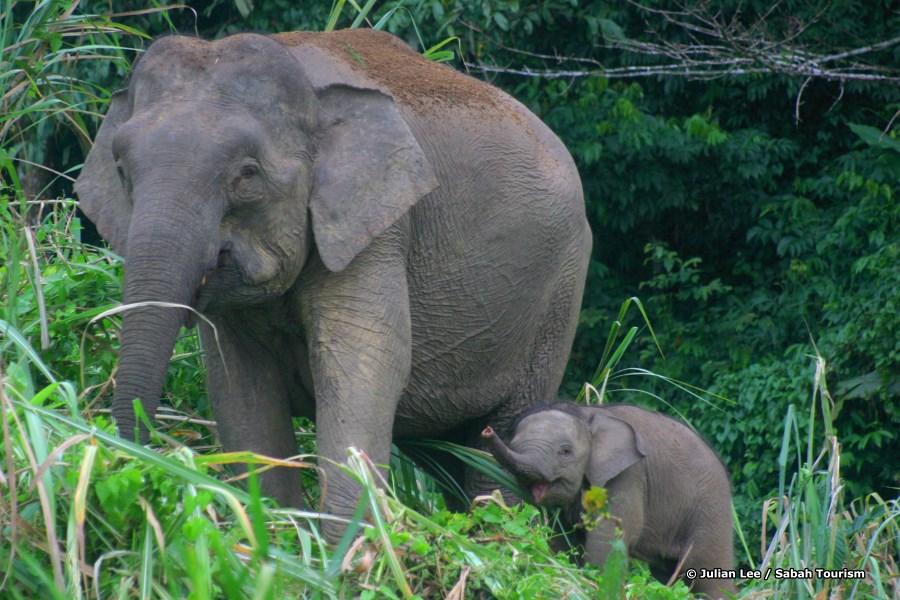 Pygmy elephants roaming the banks of the Kinabatangan River.