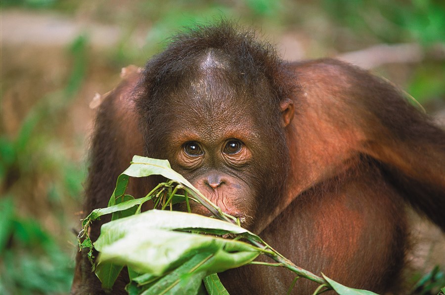 Mischievous young orang-utan at Sepilok Orangutan Rehabilitation Centre.