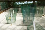 Lankayan Island is gazetted as a Sugud Islands Marine Conservation Area. This is the turtle hatchery managed by the resort on the island.