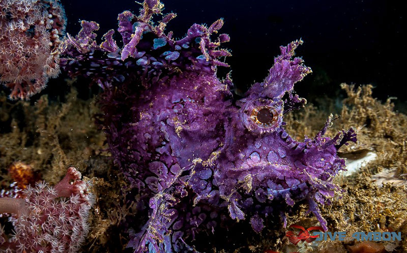 Vividly coloured purple Rhinopia scorpionfish.