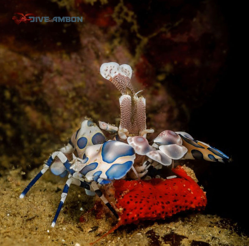 Harlequin shrimp taking care of its eggs.