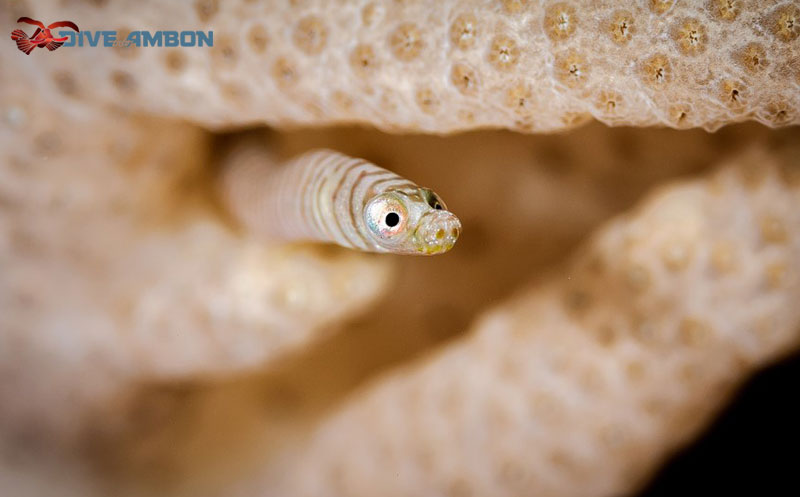 Macro life here is abundant. Here is a soft coral pipefish.