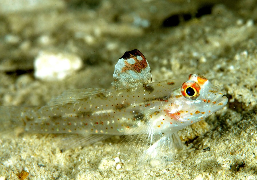 Goby fish.