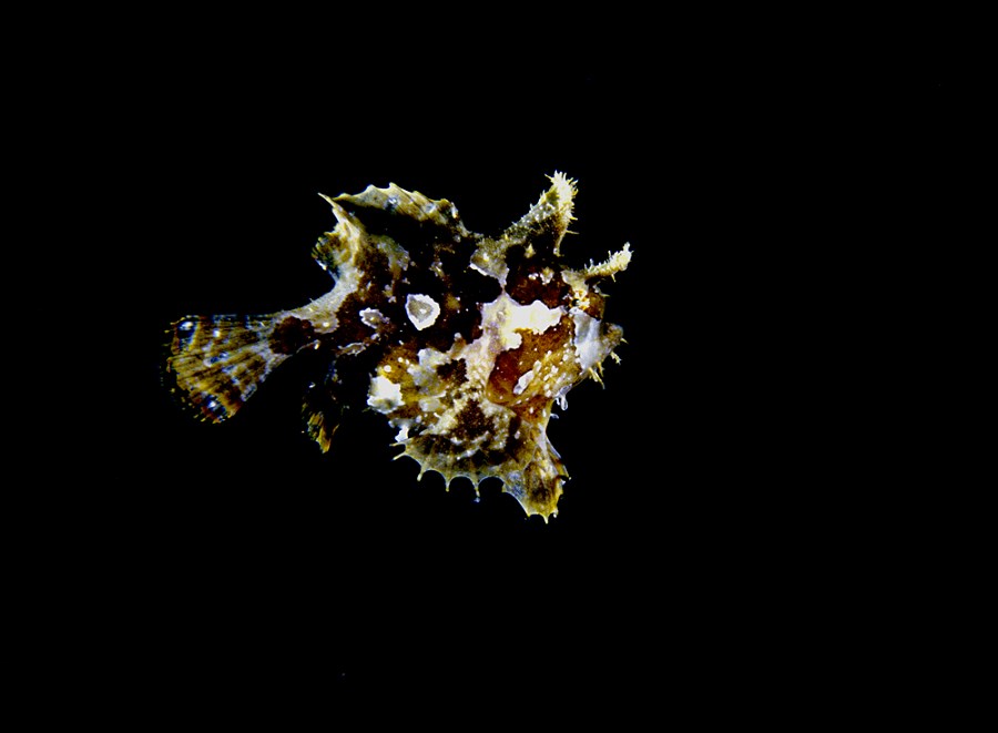 Sargassum frogfish.