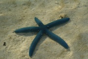 The blue sea star has an amazing regenerative power and capable of defensive autonomy (self amputation) to escape from predators. They may also reproduce asexually.