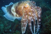 Although a very common cuttlefish species on coral reefs, Broadclub Cuttlefish is the second largest species of its kind and can grow to 50 cm and weigh as much as 10 kg.