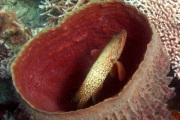Coral Grouper.