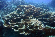 The corals found at Lankayan are pristine.