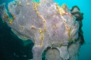 These Giant Frogfish can be quite large. It moves about using its pectoral fins like legs over the seabed and corals.