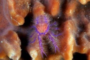 Hairy Squat Lobster.