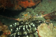Ornate Spiny Lobster.