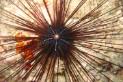 Spiny Sea Urchin.