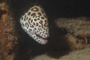 Spotted Moray.