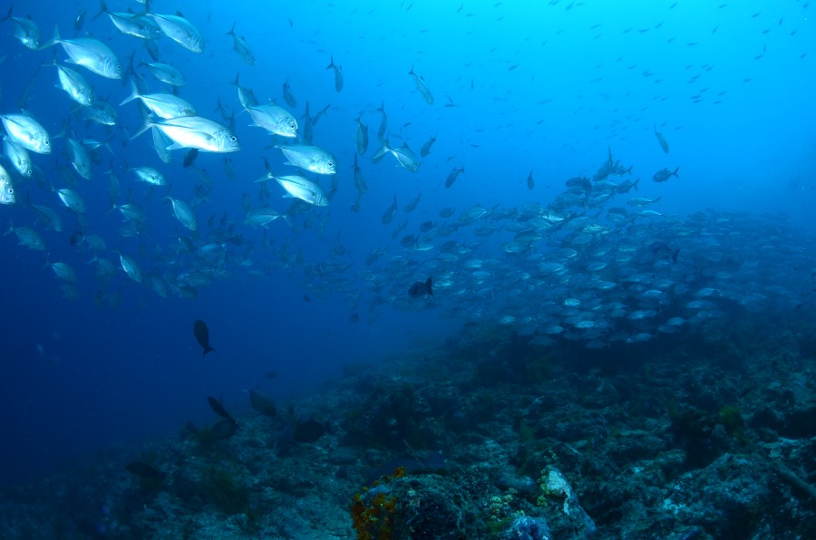 Bigeye trevallies at The Channel.