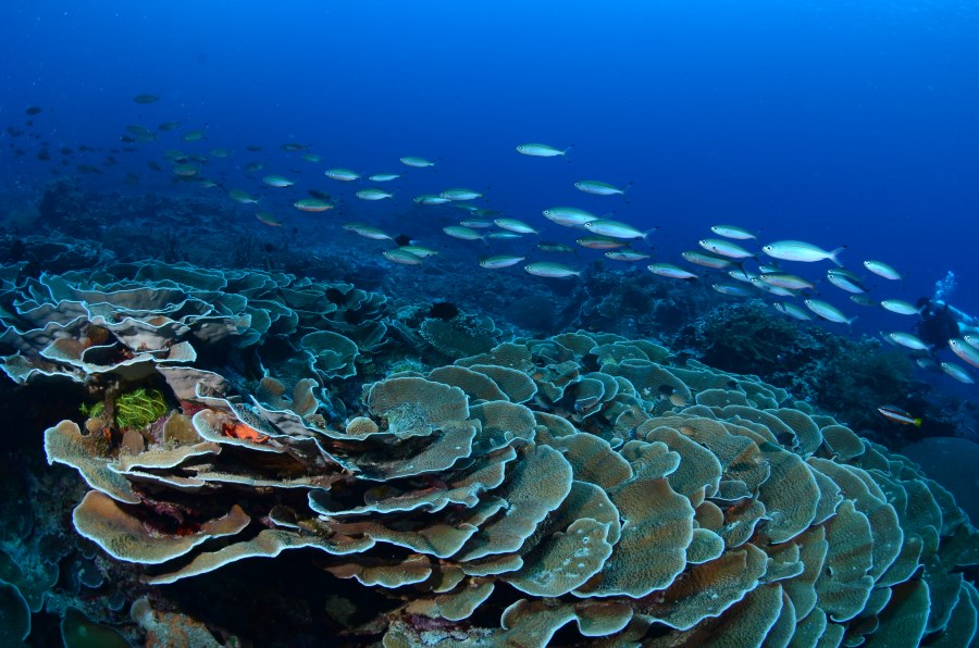 Blacktipped fusiliers at Cabbages Coral.