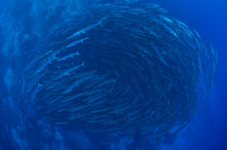 Chevron barracudas at Fusilier Paradise.