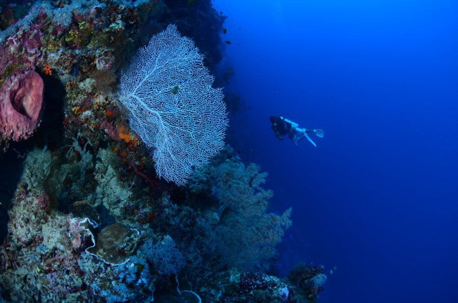 Pristine soft and hard corals at Fantasy Wall.