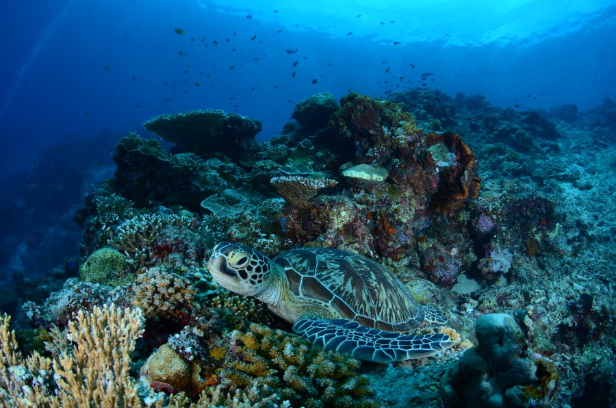 Green turtle at Hanging Garden.