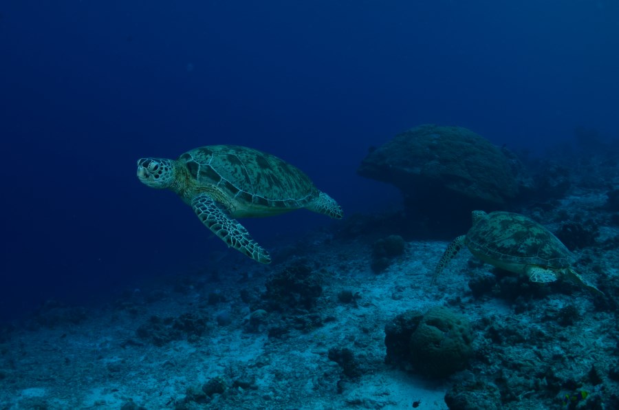 Turtle Traffic has among the highest nesting turtles in the region apart from in Sangalaki Island.