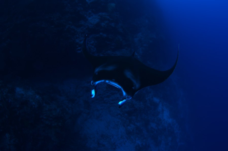 Sometimes manta rays can be spotted at Fantasy Wall too.