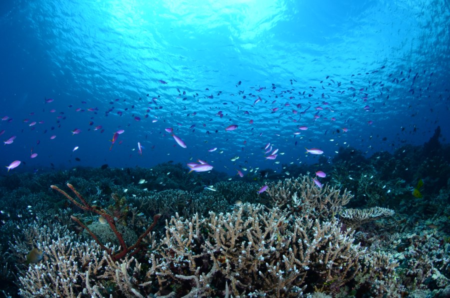 Purple queen anthias at Maratua Reef.