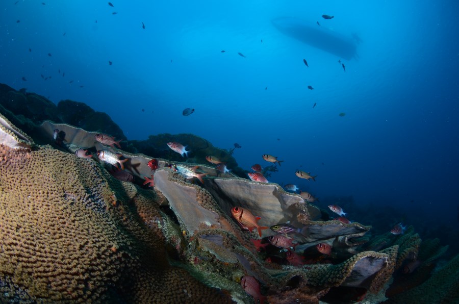 Soldierfishes in breath taking visibility at Turtle Traffic.