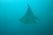The biggest reason to dive Sangalaki Island is to see Manta Rays!