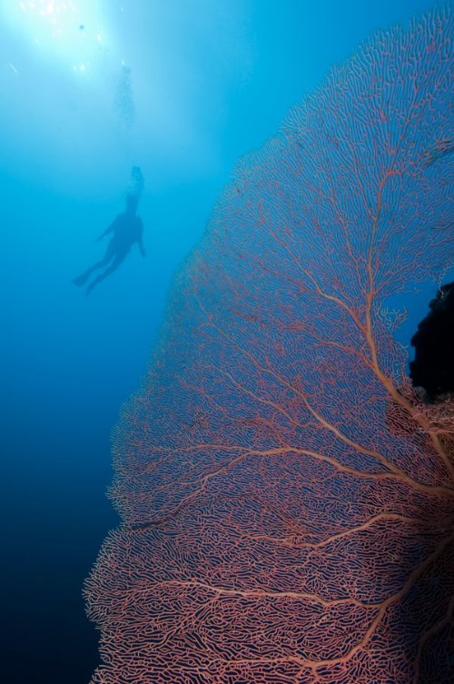 Gorgonian at Mid Reef.