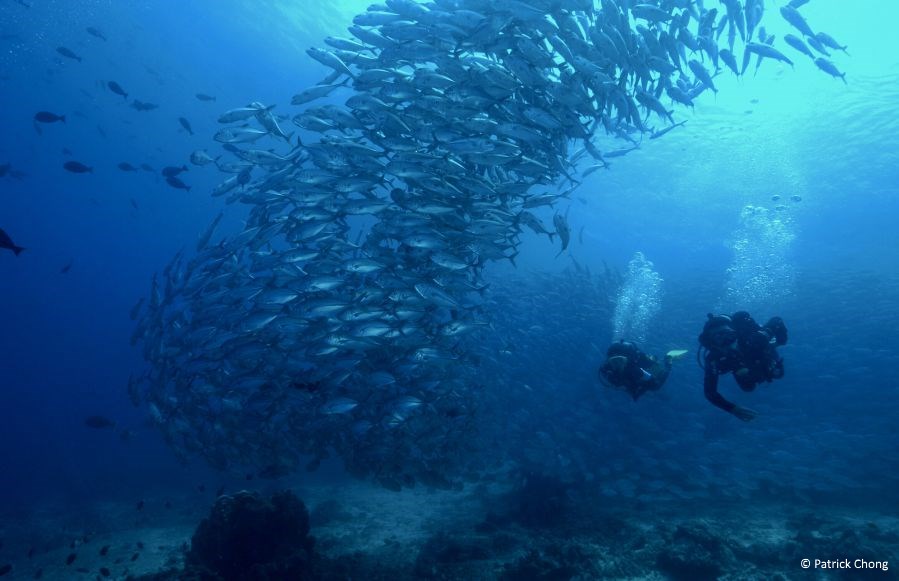 Trevallies in abundance at Barracuda Point.