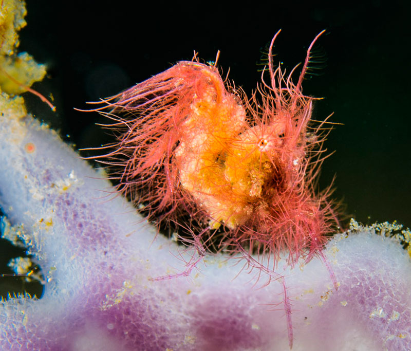 Tiny hairy shrimp sitting on a sponge.