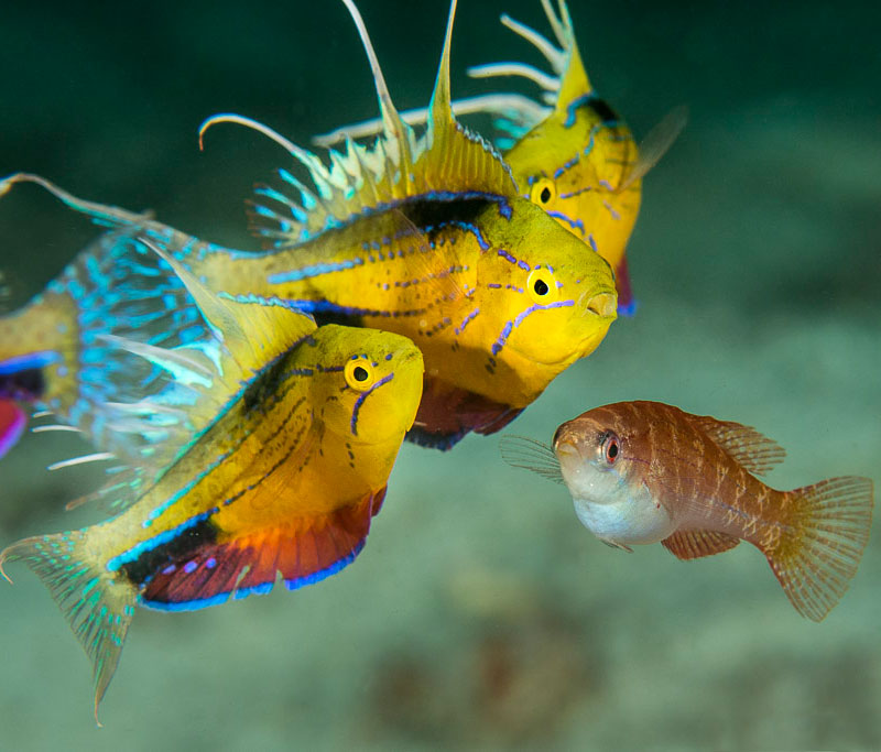 Mating dance of the Flasher Wrasse is mesmerizing to watch.