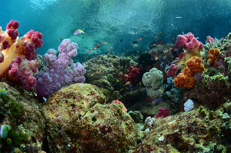 Pristine and wide variety of corals and sealife.