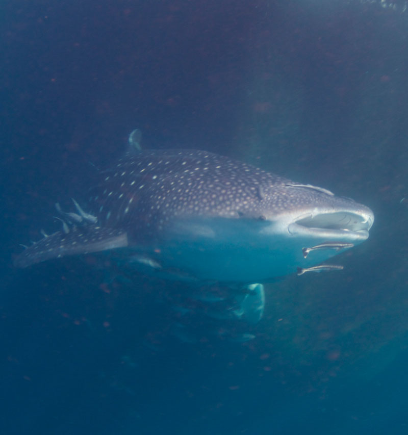 Whale shark can usually be seen during the new moon phase.