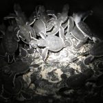 Turtle hatchlings ready to be released into the ocean.