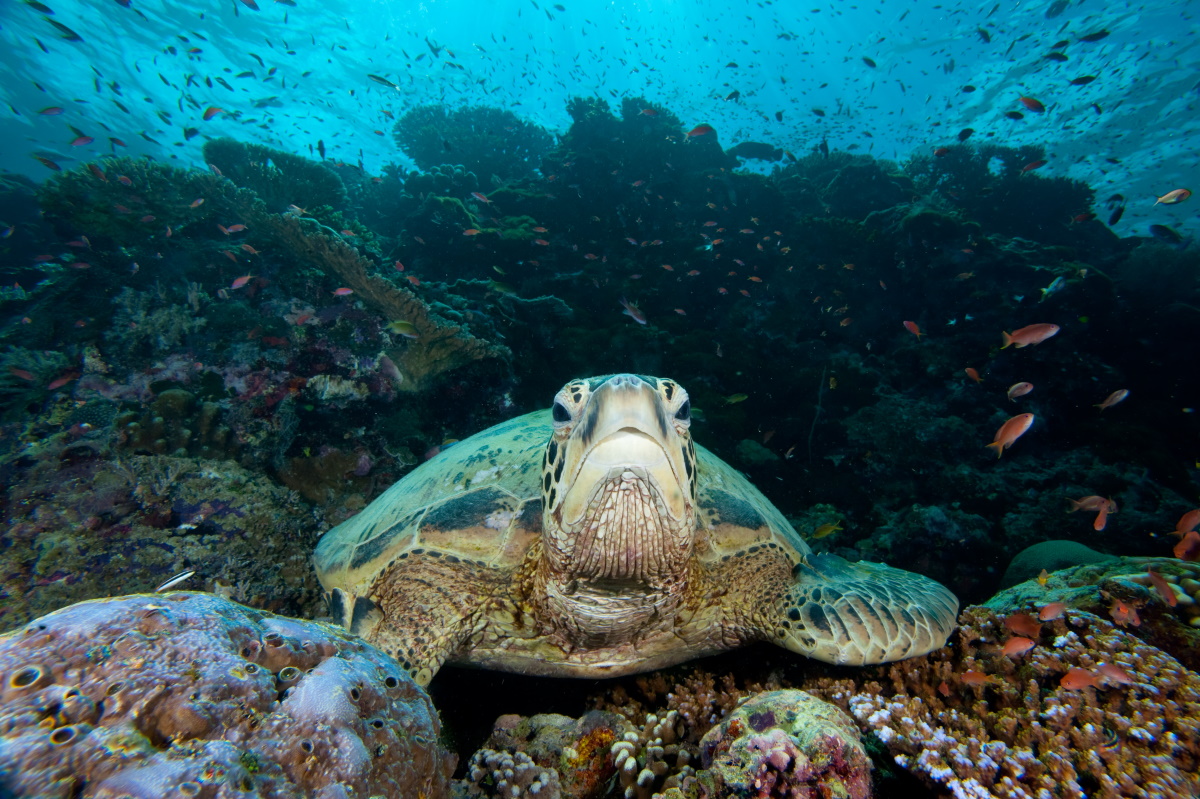 Green turtle resting on corals, Sipadan Island.