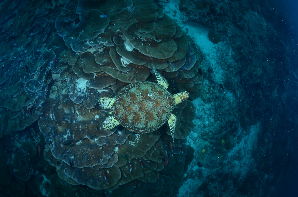 Green turtle on cabbage corals, Turtle Traffic, Maratua Island. © Patrick Chong