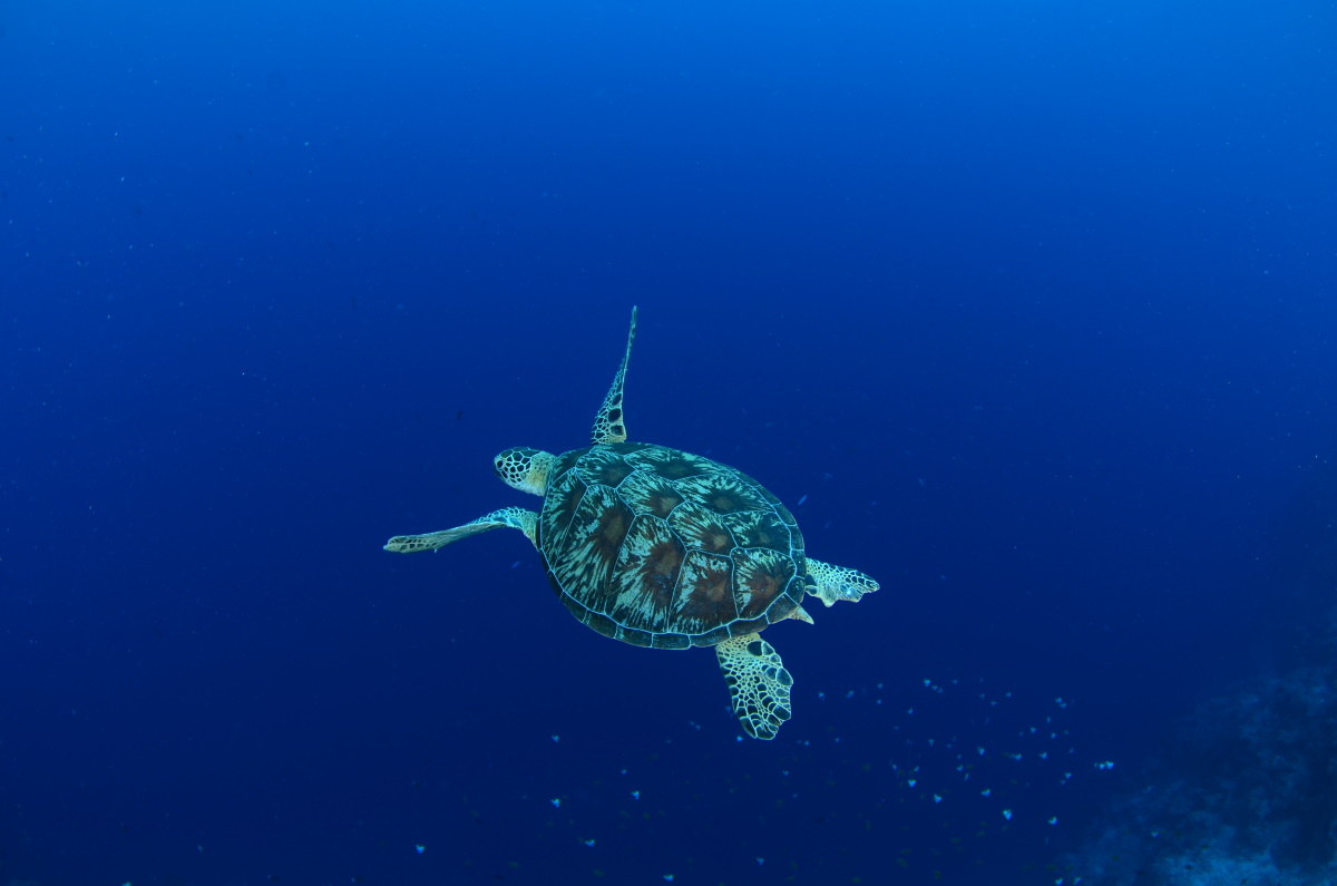 Green turtle swimming by a school of butterflyfish in the background. Turtle Traffic, Maratua Island. © Patrick Chong