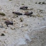 1128-hawksbill-bale-first-journey