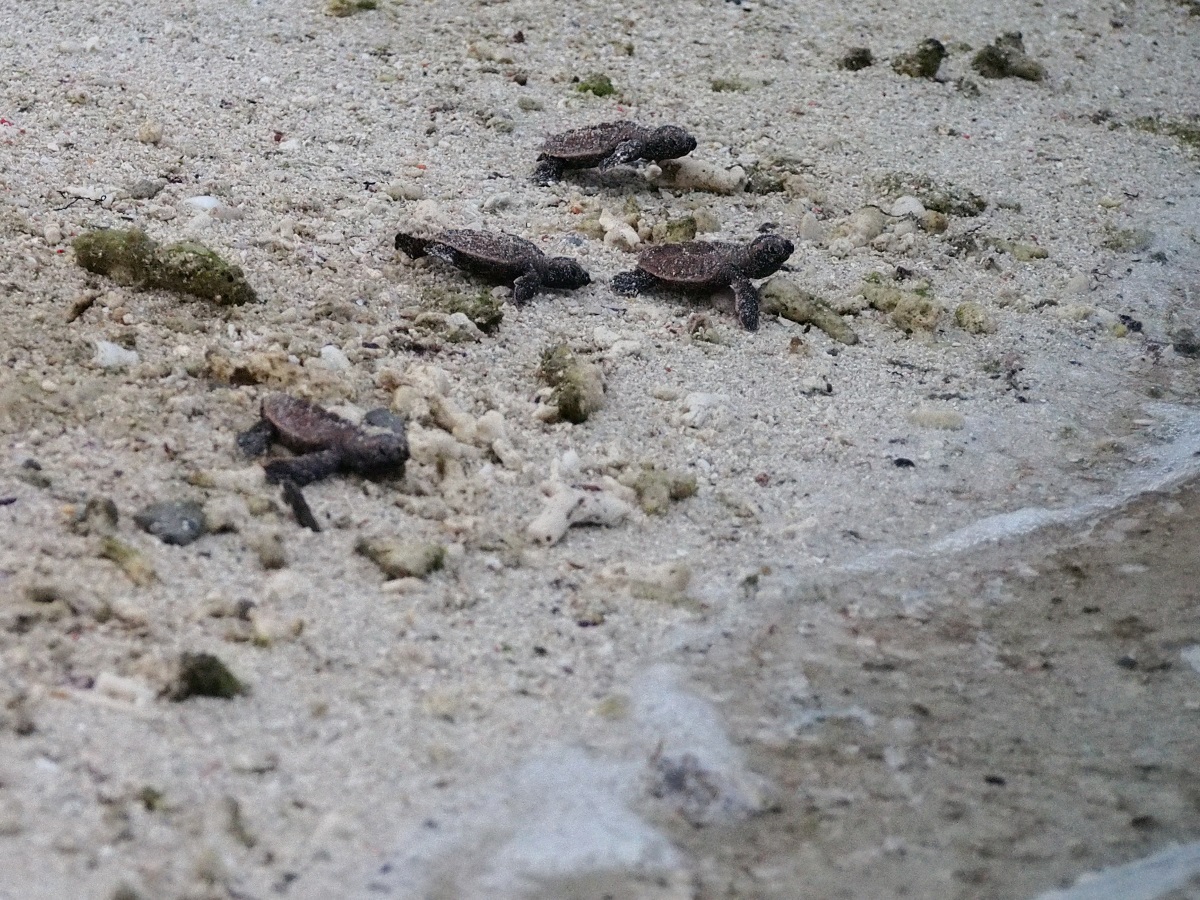 A bale of hawksbill turtles on their first journey into the sea at Lankayan Island.