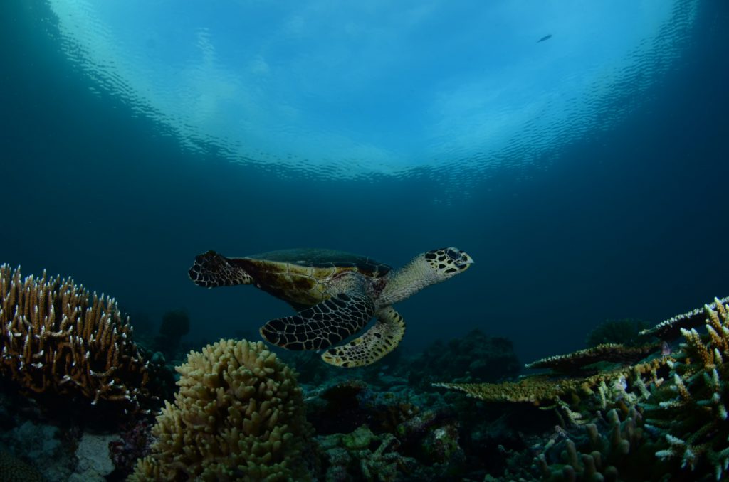 Hawksbill turtle at Mid Reef, Maratua Island. © Patrick Chong