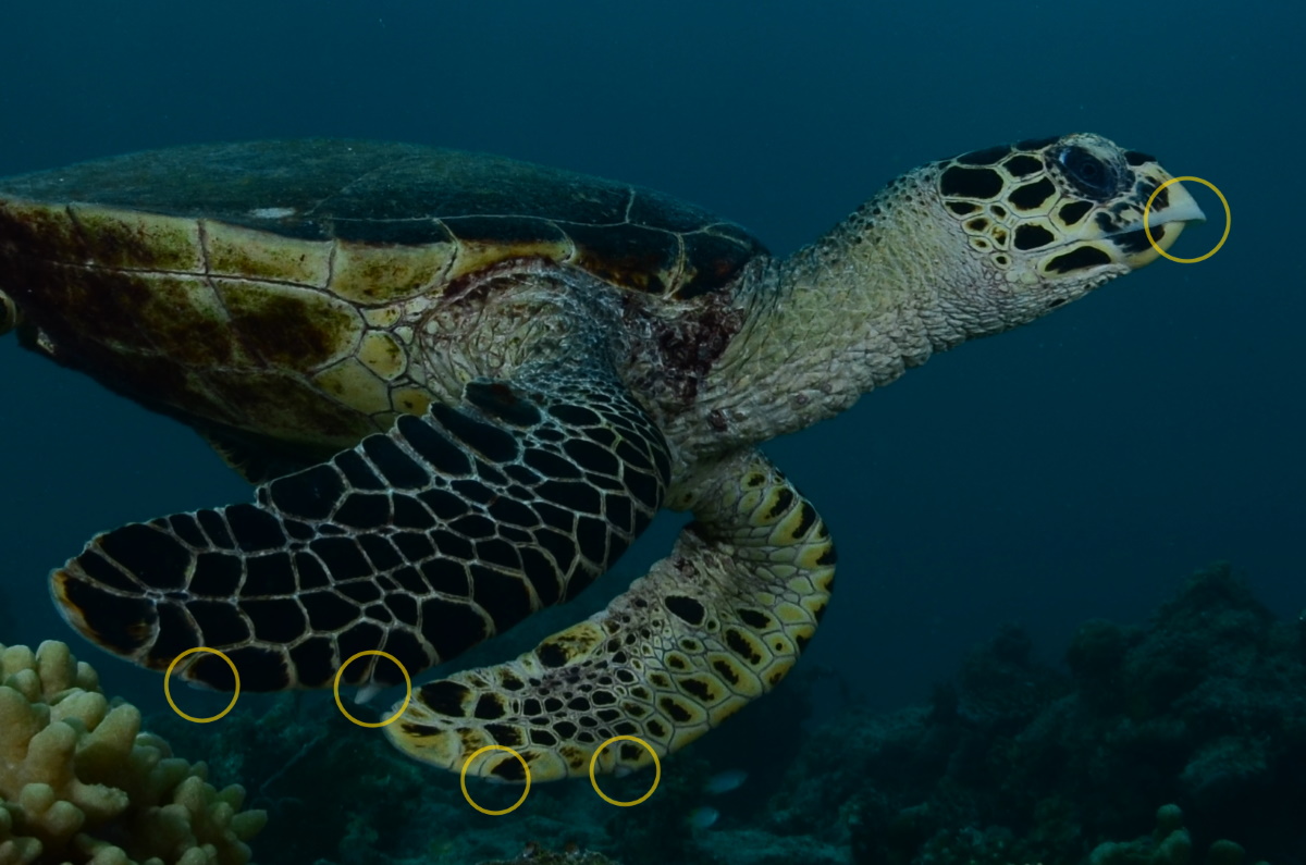 Hawksbill turtle: pointed beak, 2 claws on each flipper. © Patrick Chong