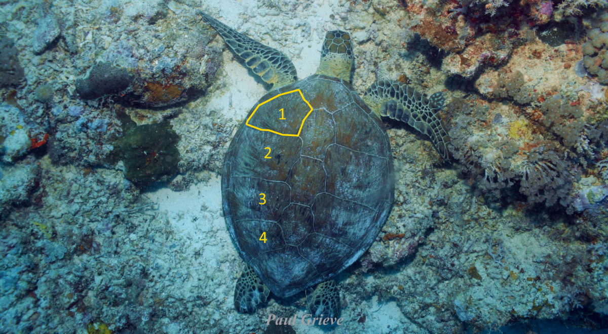 The scute outlined in yellow is a lateral scute. On this turtle, there are 4 lateral scutes on each side of the turtle. © Paul Grieve 